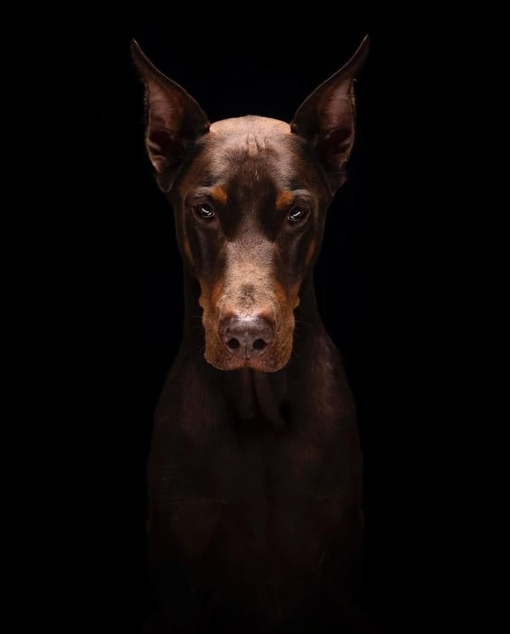 Doberman